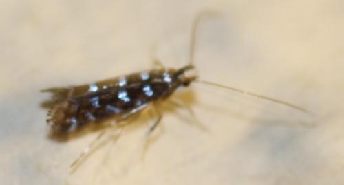 Réf. 248 352 : Parectopa ononidis